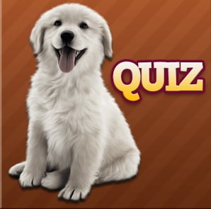 solution Races de chien Quiz niveau 31 à 60