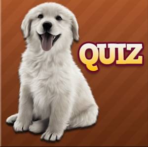 solution Races de chien Quiz tous niveaux