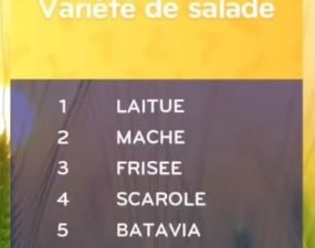 solution top 7 niveau 82 – variété de salade ?