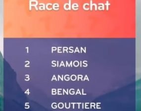 solution top 7 niveau 97 – race de chat ?